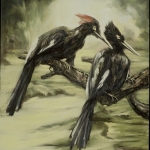 Imperial Woodpeckers/Extinct 1956